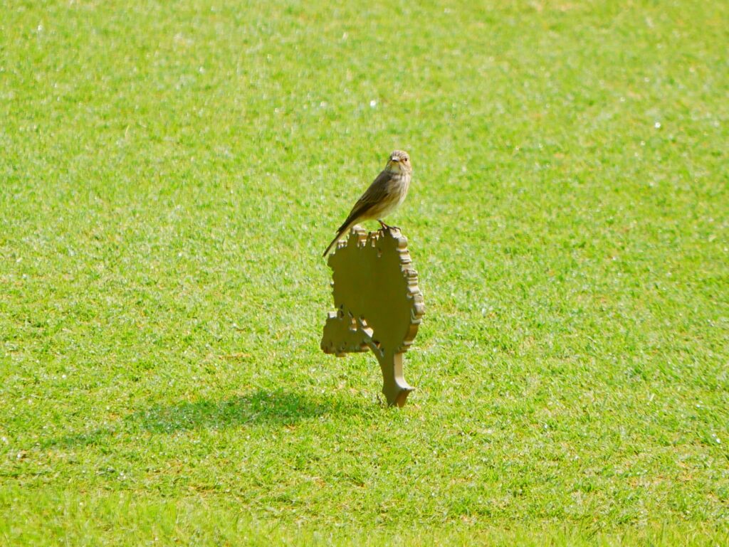 Over the 12-month study, ornithologists and environmental experts conducted monthly bird censuses at 11 designated observation points across the course’s playing and non-playing areas.